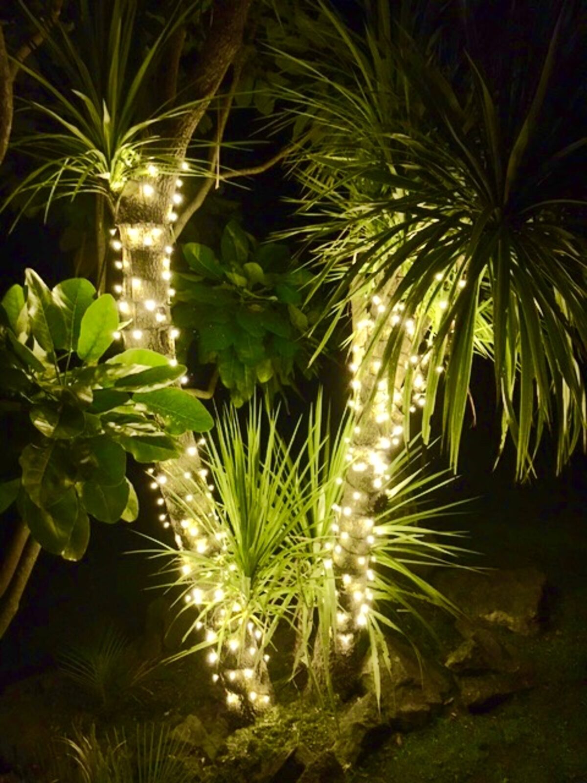 Garden planting lit with warm white lights