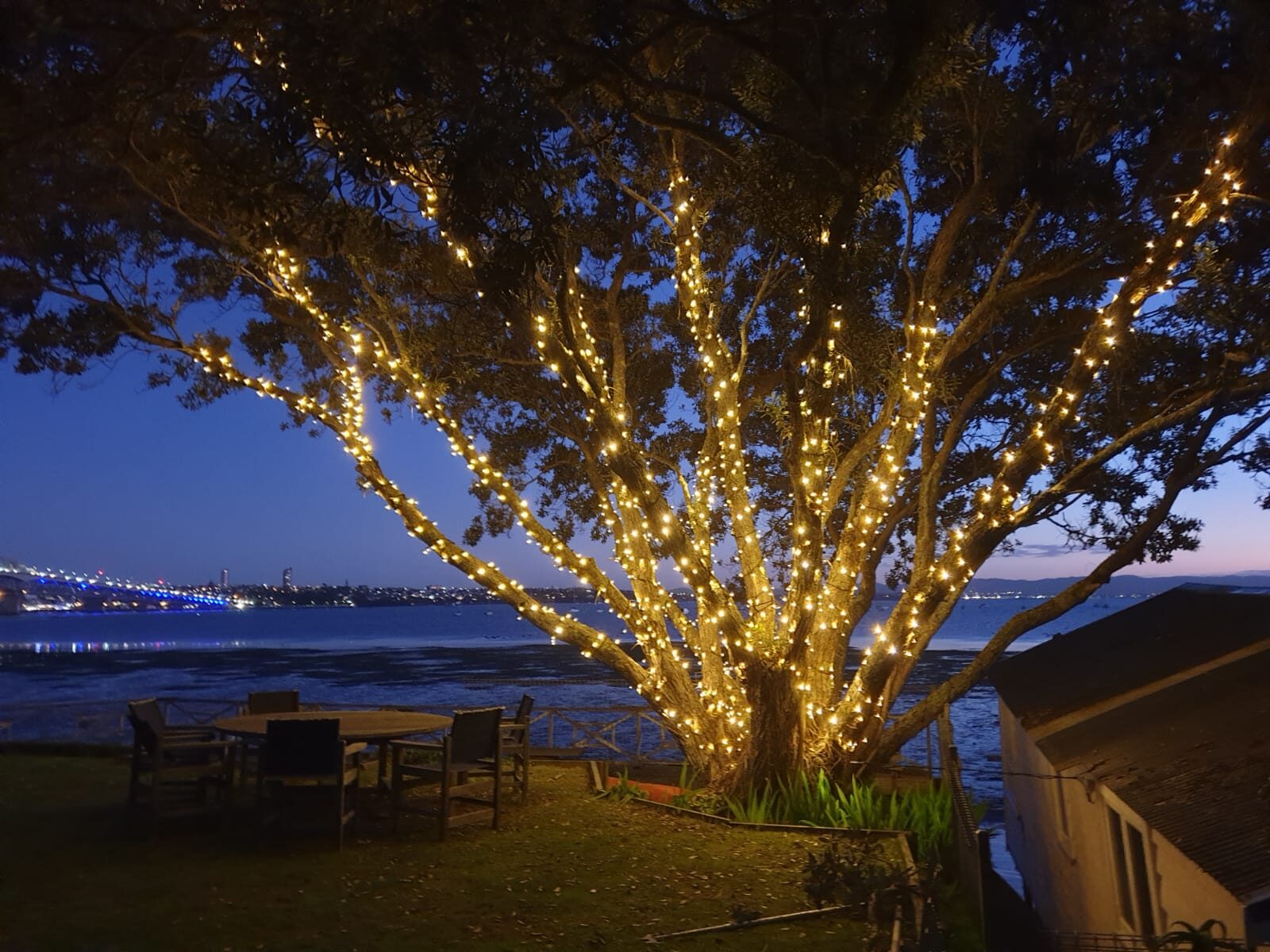 Large tree lit above the water at dusk