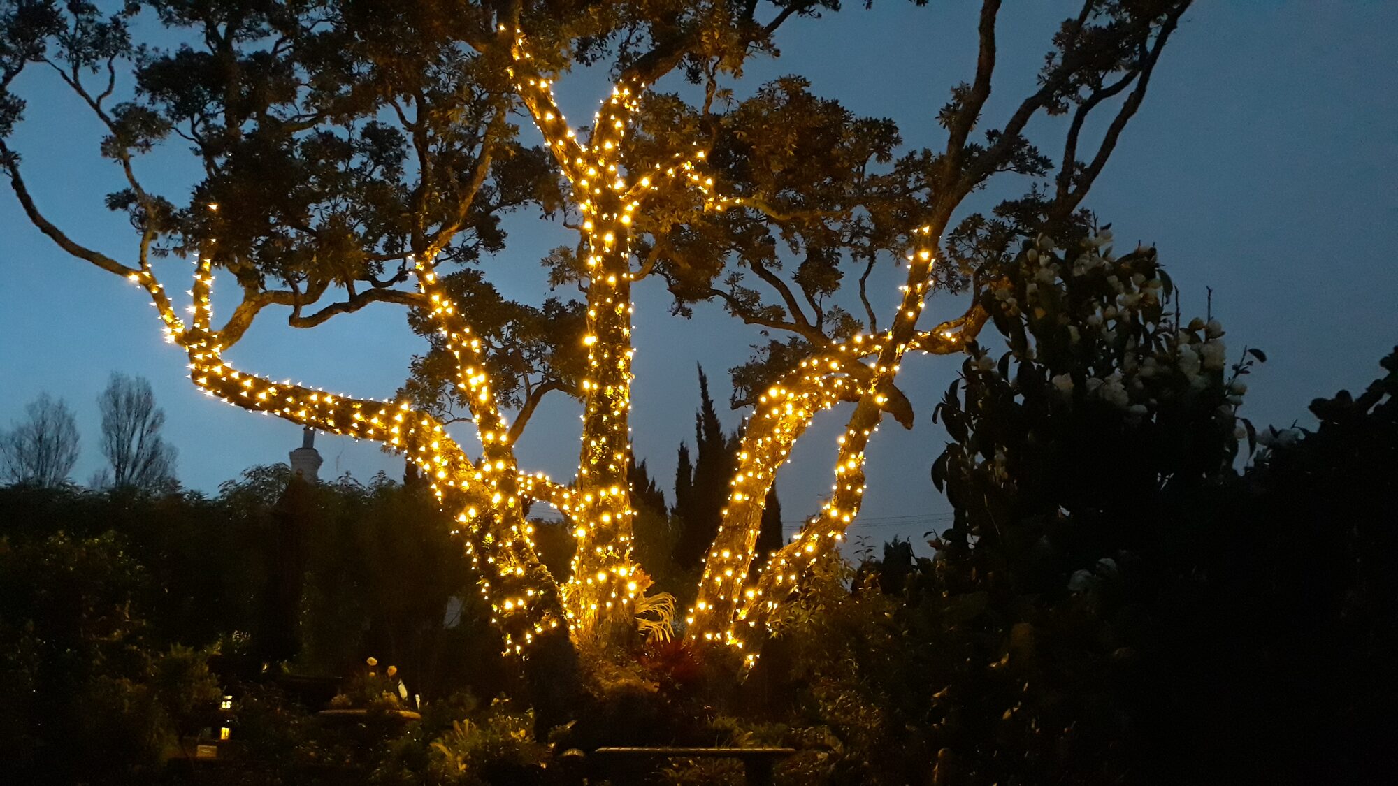 Tree lit with warm white fairy lights at night