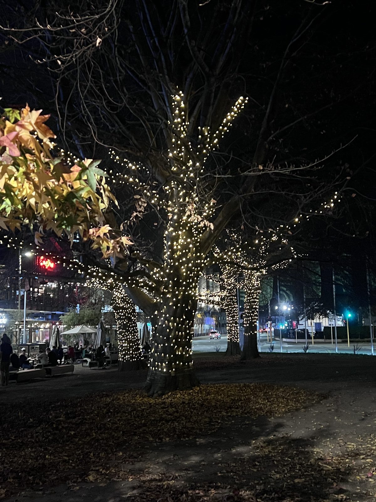 Trees lit across a public precinct at night